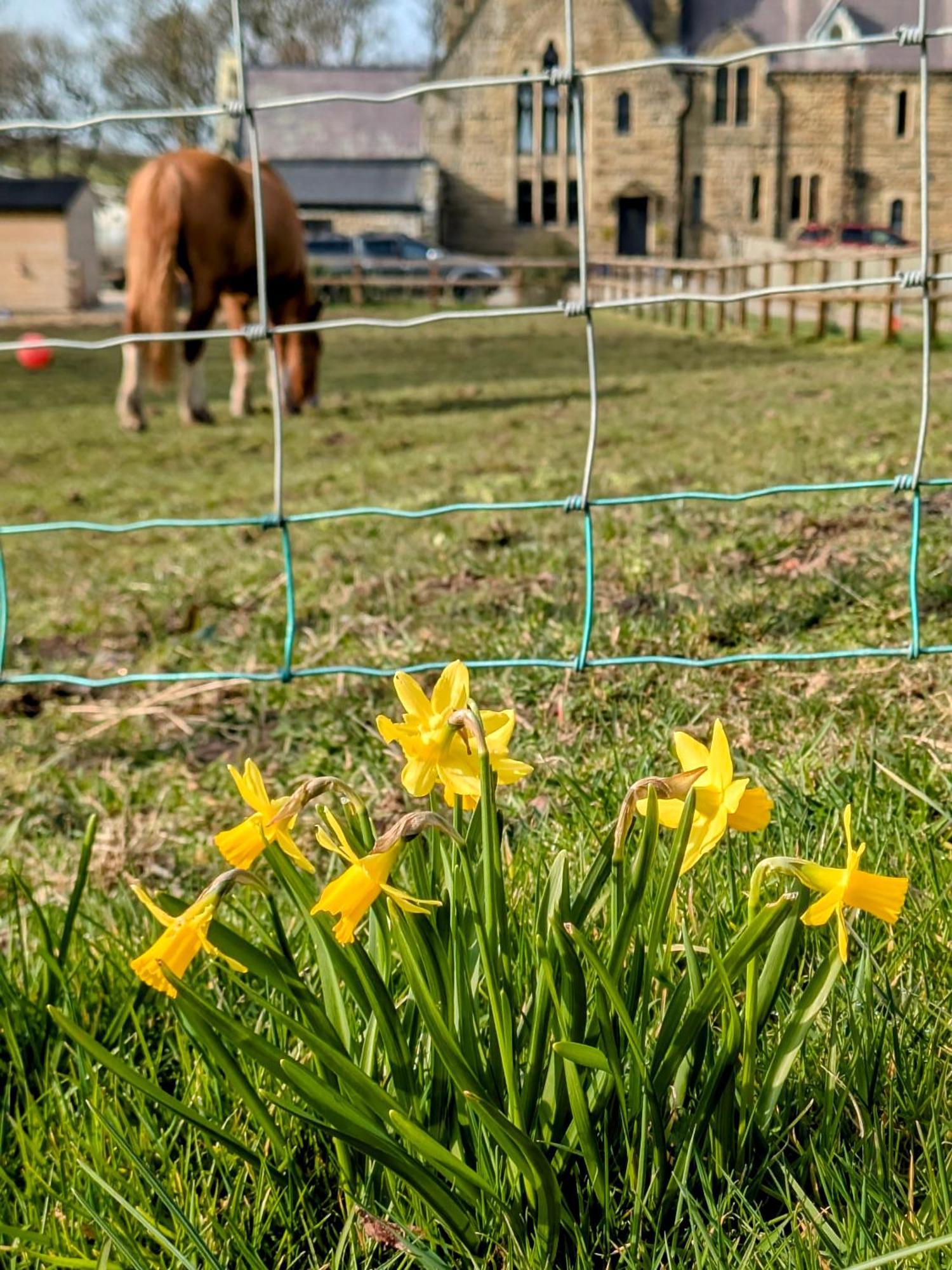 Emlyn'S Coppice - Luxury Woodland Glamping Villa Holywell  Bagian luar foto